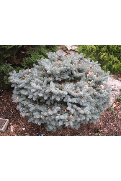 Ялина колюча Montgomery