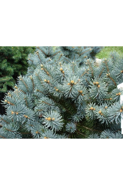 Ялина колюча Монтгомері сіро-блакитна хвоя