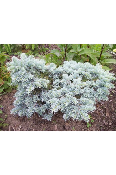 Блакитна компактна ялинка