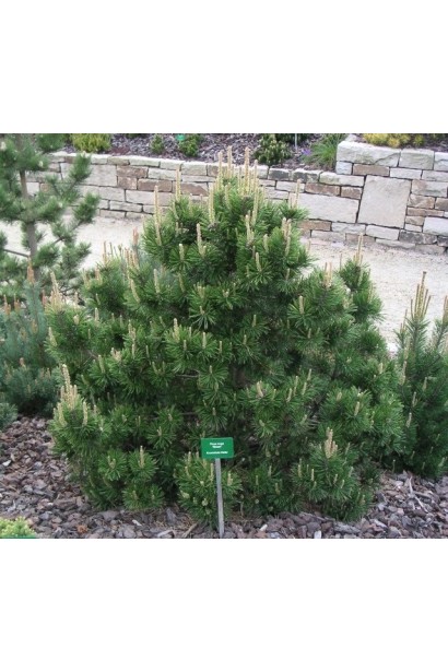 Сосна гірська Гном – декоративний хвойник із щільною кулястою формою.