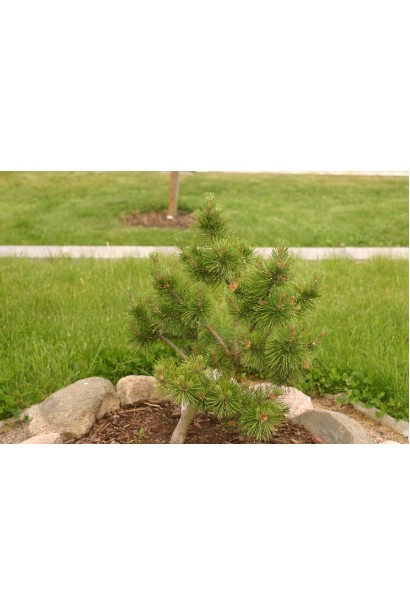 Сосна гірська Гном – компактна рослина для створення затишних куточків у саду.