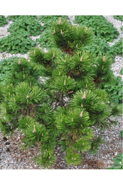 Pinus mugo Gnom – компактна гірська сосна з густою темно-зеленою хвоєю.