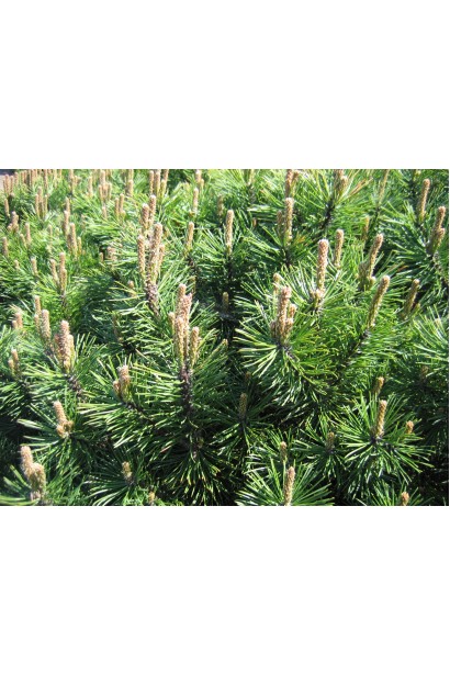 Хвоя сосни гірська Гном