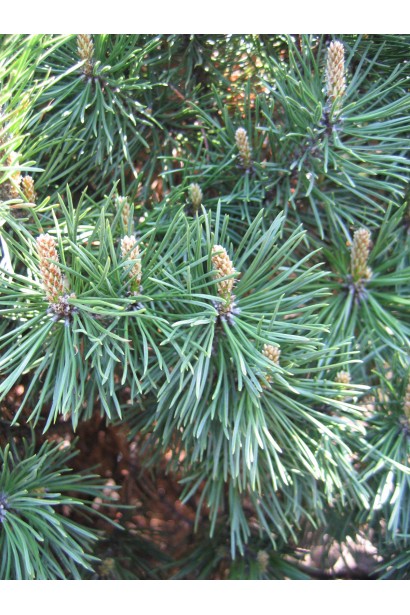 Хвоя сосни гірська Гном