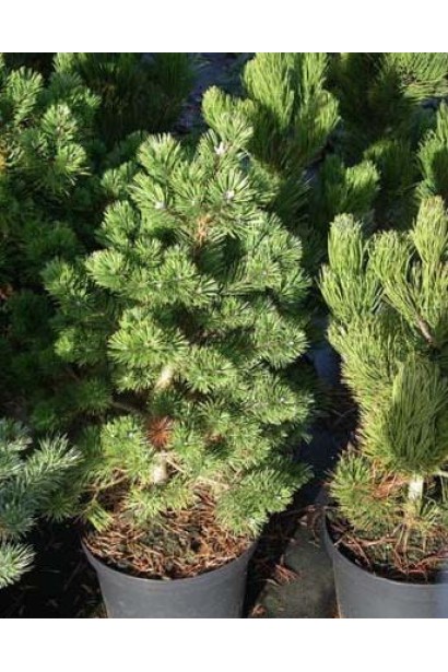 Сосна гірська Гном – невелика, витривала рослина з повільним ростом.