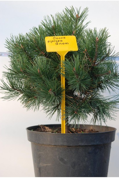 Pinus mugo Gnom