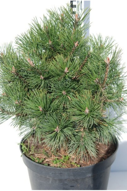 Сосна гірська Гном – ідеальна для кам’янистих садів і контейнерного озеленення.