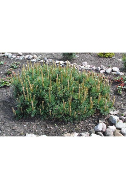 Сосна Хампи с густой шаровидной кроной.