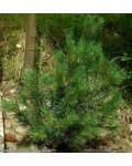 Сосна горная Хампи | Сосна гiрська Хампi | Pinus mugo Humpy