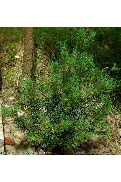 Хампи – горная сосна с темной хвоей.