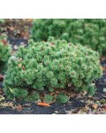 Сосна гiрська Хампi | Сосна горная Хампи | Pinus mugo Humpy