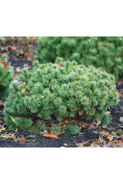 Хампи – компактная сосна с плотной кроной.