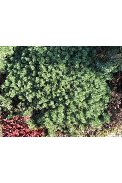 Сосна Хампи с медленным ростом и плотностью.