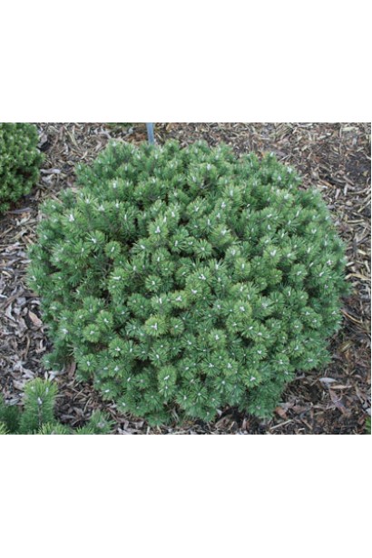 Компактная горная сосна Хампи для сада.