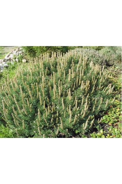 Компактная форма сосны Хампи для озеленения.