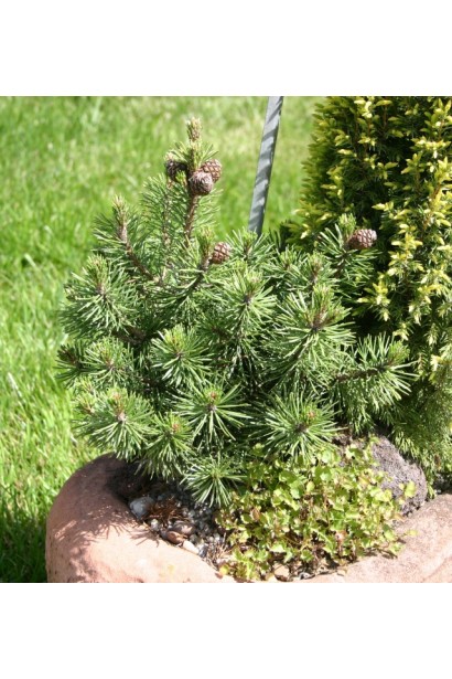 Pinus mugo Humpy