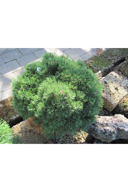 Сосна Міні Мопс – компактна та щільна.