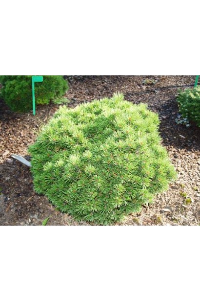 Міні Мопс – декоративна хвойна рослина.