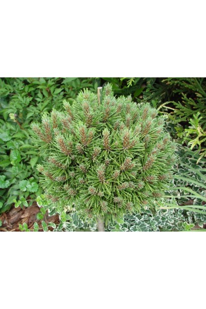 Карликова сосна Міні Мопс для невеликого саду.