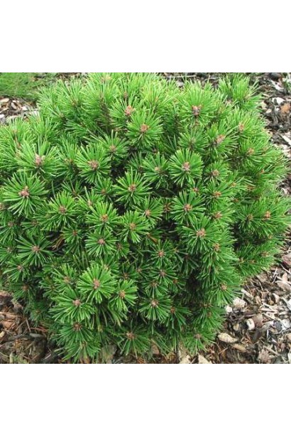 Низькоросла хвойна рослина Міні Мопс.