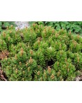 Сосна горная Мини Мопс | Pinus mugo Mini Mops
