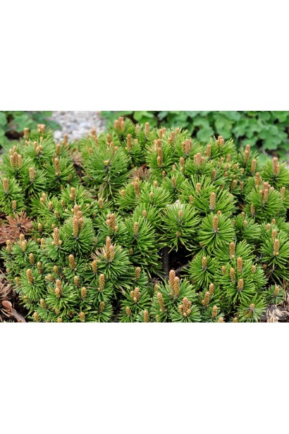 Низькоросла сосна Міні Мопс з щільною хвоєю.