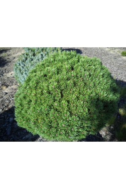 Мопс – компактна сосна для малих садів.