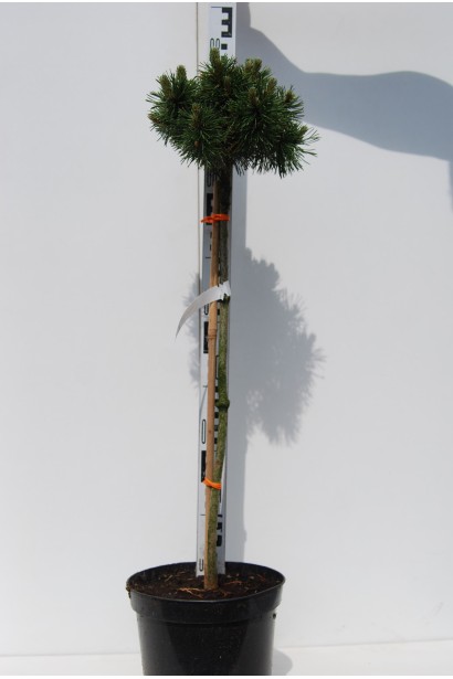 Мопс – ідеальна хвойна рослина для контейнерів.