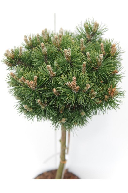 Сосна Мопс на штамбі