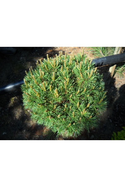 Сосна Мопс – декоративна та низькоросла.