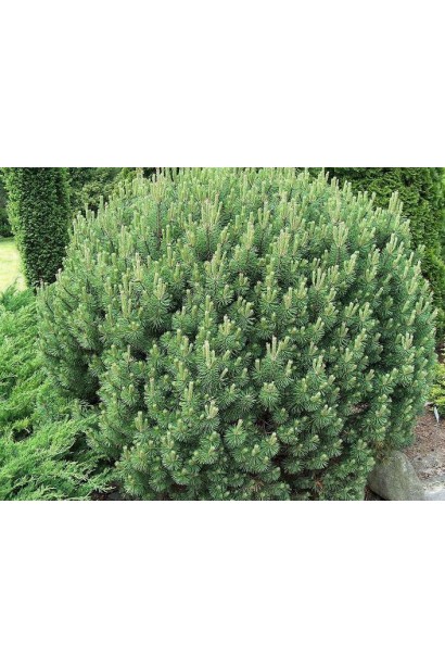 Сосна Мопс – декоративний вибір для невеликих садів.