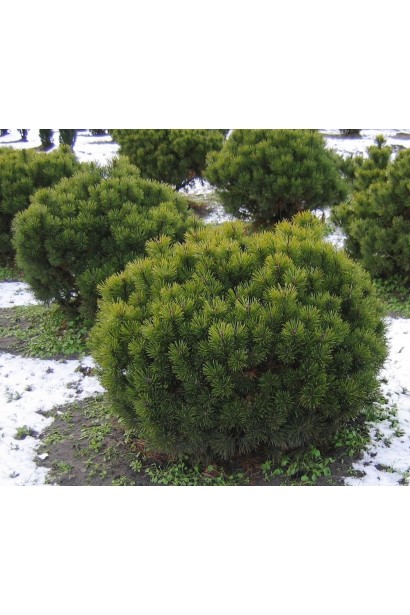 Сосна Мопс – ідеальна для обмеженого простору.