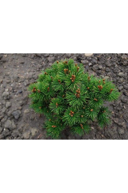 Сосна Мопс – декоративна та низькоросла.