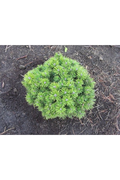 Мопс – компактна хвойна рослина з м’якою хвоєю.