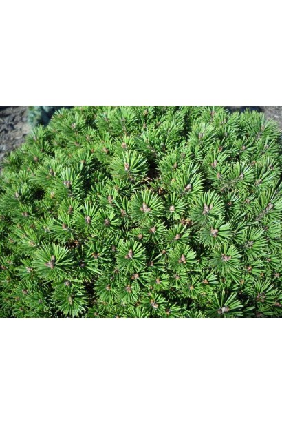 Ніжна хвоя сосни мопс