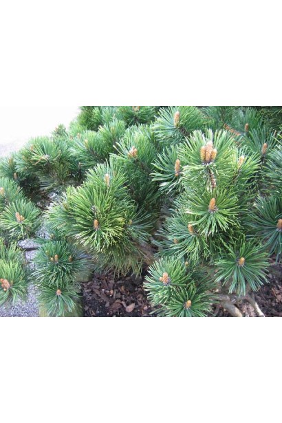 Сосна Мопс – карликовий варіант для садів.