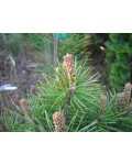 Сосна гірська Мопс | Сосна горная Мопс | Pinus mugo Mops