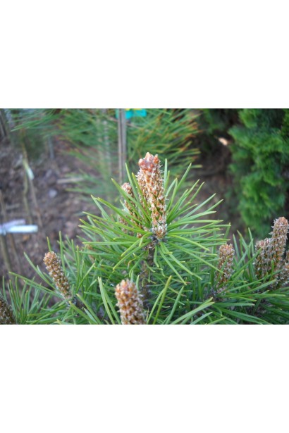 Сосна гірська Мопс хвоя