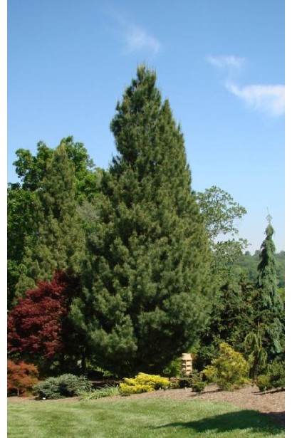 Сосна Веймутова Фастигіата