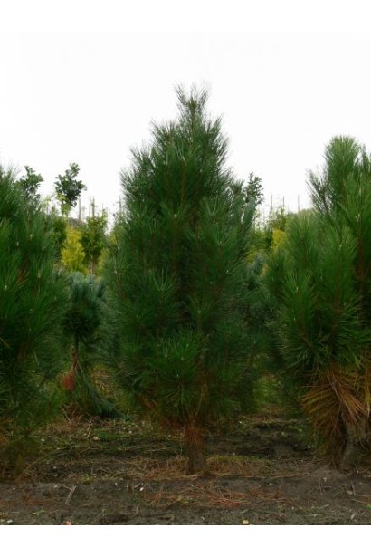 Сосна Веймутова Фастигіата