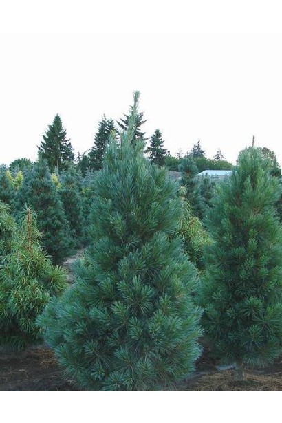 Сосна Веймутова Фастигіата – декоративний хвойник для алей і бордюрів.