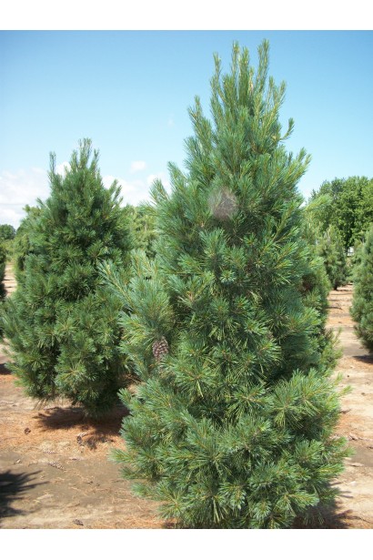 Сосна Веймутова Фастигіата – вертикальний акцент у садовому дизайні.