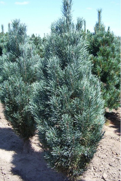 Pinus strobus Fastigiata