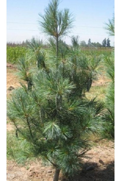 Сосна Веймутова Фастигіата – чудовий вибір для сучасного ландшафту.