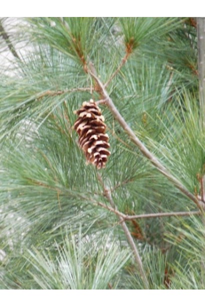 Pinus strobus Fastigiata – струнка сосна з зеленими хвоїнками.