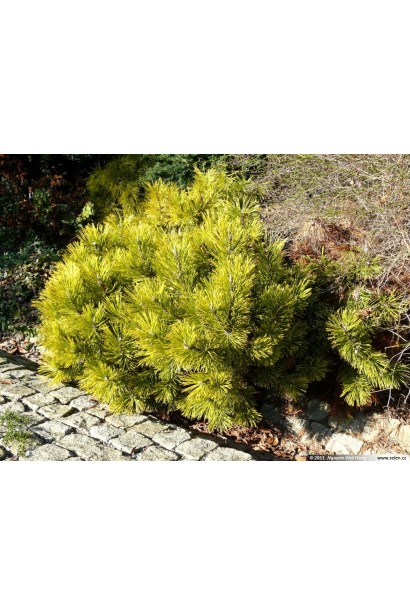 Сосна гірська Вінтер Голд – естетична прикраса для будь-якого саду.