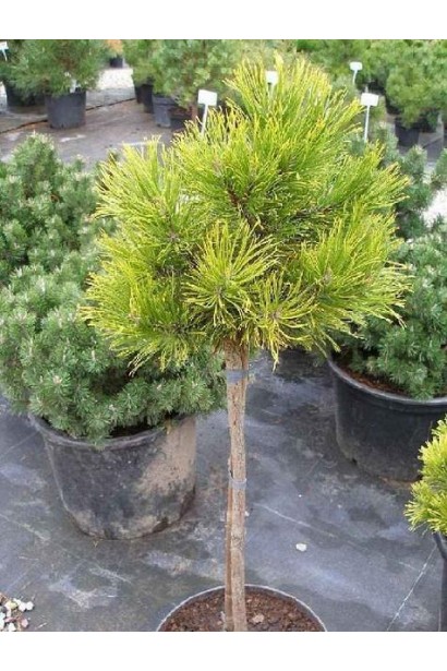 Сосна гірська Вінтер Голд на штамбі