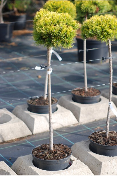 Сосна гірська Вінтер Голд в контейнері