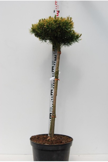 Сосна гірська Вінтер Голд на штамбі