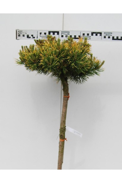 Сосна гірська Вінтер Голд на штамбі